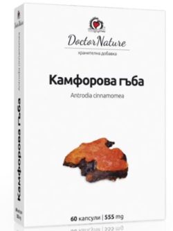 камфорова гъба